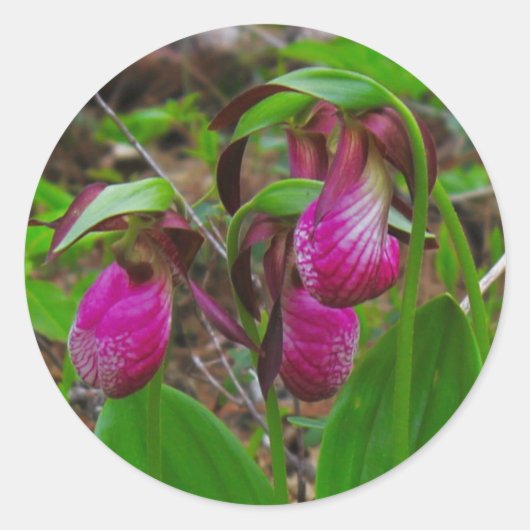 Lady Slipper Runder Aufkleber (Vorderseite)