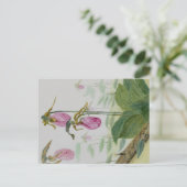 Lady Slippers Postcard Postkarte (Stehend Vorderseite)