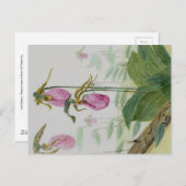 Lady Slippers Postcard Postkarte (Vorne/Hinten)