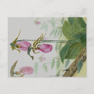 Lady Slippers Postcard Postkarte