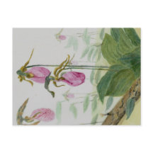 Lady Slippers Postcard