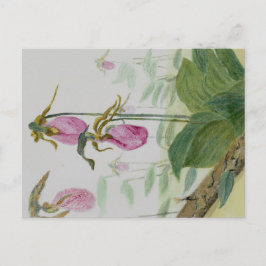 Lady Slippers Postcard Postkarte