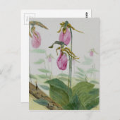 Lady Slippers Postkarte (Vorne/Hinten)