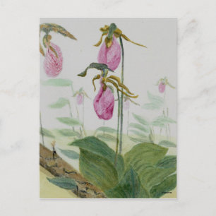 Lady Slippers Postkarte
