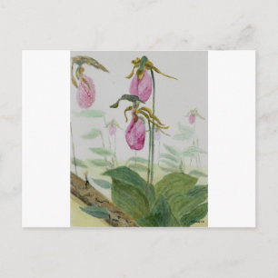 Lady Slippers Postkarte
