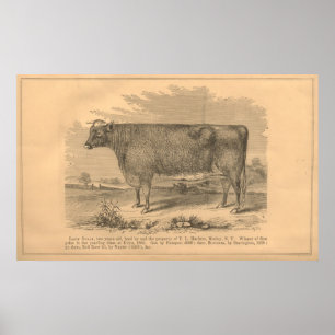 Lady Susan, 1863 erster Preis Kuh in Utica Poster