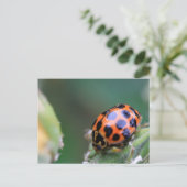 Lady-Vogel Postkarte (Stehend Vorderseite)