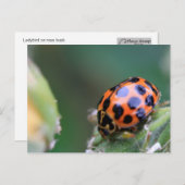 Lady-Vogel Postkarte (Vorne/Hinten)