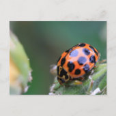 Lady-Vogel Postkarte (Vorderseite)