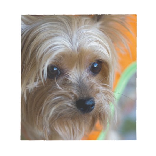 Lady Yorkshire Terrier Puppy Notizblock (Vorderseite)