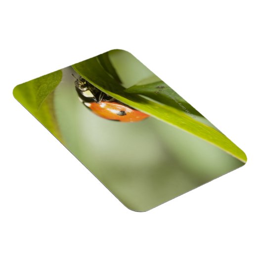 Ladybird auf Blatt, Ladybug auf Blatt Magnet (Rechte Seite)
