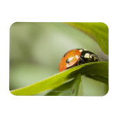Ladybird auf Blatt, Ladybug auf Blatt Magnet (Horizontal)