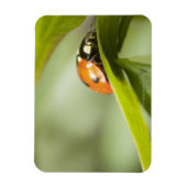 Ladybird auf Blatt, Ladybug auf Blatt Magnet (Vertikal)