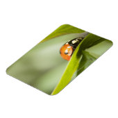 Ladybird auf Blatt, Ladybug auf Blatt Magnet (Linke Seite)