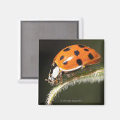 Ladybird auf Blatt, Ladybug auf Blatt Magnet (Vorderseite/Rückseite)