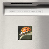 Ladybird auf Blatt, Ladybug auf Blatt Magnet (In Situ (Geschirrspüler))