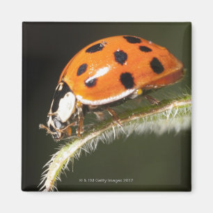 Ladybird auf Blatt, Ladybug auf Blatt Magnet