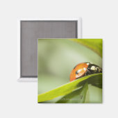 Ladybird auf Blatt, Ladybug auf Blatt Magnet (Vorderseite/Rückseite)