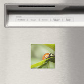 Ladybird auf Blatt, Ladybug auf Blatt Magnet (In Situ (Geschirrspüler))