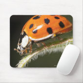 Ladybird auf Blatt, Ladybug auf Blatt Mousepad (Mit Mouse)