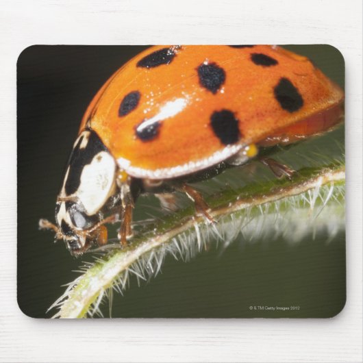 Ladybird auf Blatt, Ladybug auf Blatt Mousepad (Vorne)