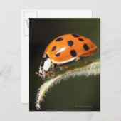Ladybird auf Blatt, Ladybug auf Blatt Postkarte (Vorne/Hinten)