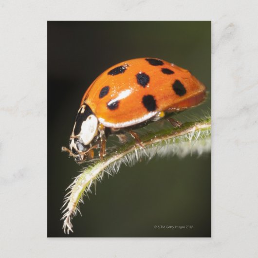 Ladybird auf Blatt, Ladybug auf Blatt Postkarte (Vorderseite)