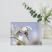 Ladybird auf Blume Postkarte (Stehend Vorderseite)
