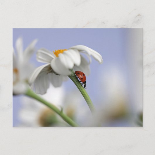 Ladybird auf Blume Postkarte (Vorderseite)