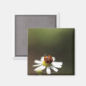 Ladybird auf der Chamomile-Blume Magnet (Vorderseite/Rückseite)