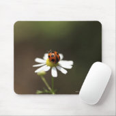 Ladybird auf der Chamomile-Blume Mousepad (Mit Mouse)