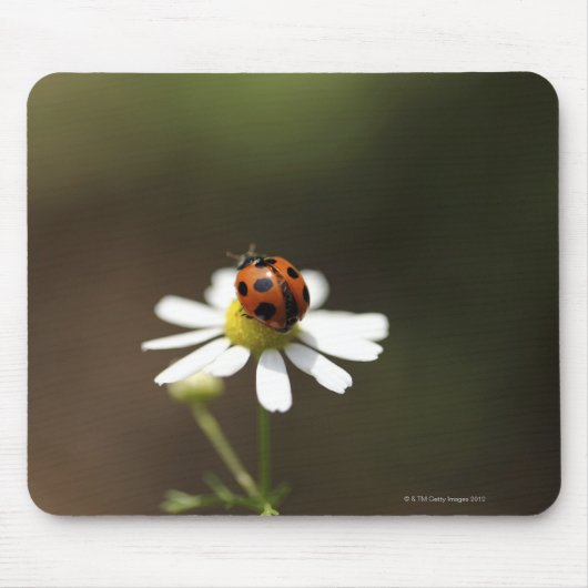 Ladybird auf der Chamomile-Blume Mousepad (Vorne)