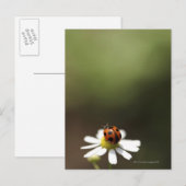Ladybird auf der Chamomile-Blume Postkarte (Vorne/Hinten)