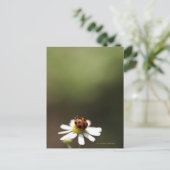Ladybird auf der Chamomile-Blume Postkarte (Stehend Vorderseite)