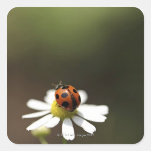 Ladybird auf der Chamomile-Blume Quadratischer Aufkleber
