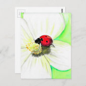 Ladybird auf einer Blume Postkarte (Vorne/Hinten)