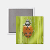 Ladybird auf Gras, nah Magnet (Vorderseite/Rückseite)