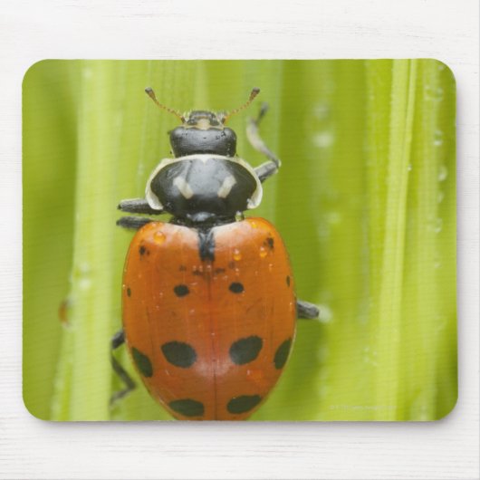 Ladybird auf Gras, nah Mousepad (Vorne)