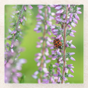 Ladybird auf lila Blume - Glasuntersetzer