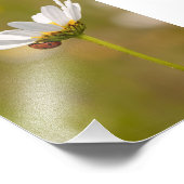 Ladybird auf Oxeye Daisy Foto Print 12x18 inch (Ecke)