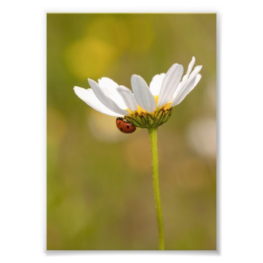 Ladybird auf Oxeye Daisy Foto Print 12x18 inch (Vorne)