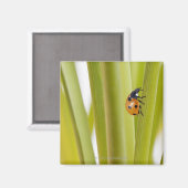 Ladybird auf Pflanze Magnet (Vorderseite/Rückseite)