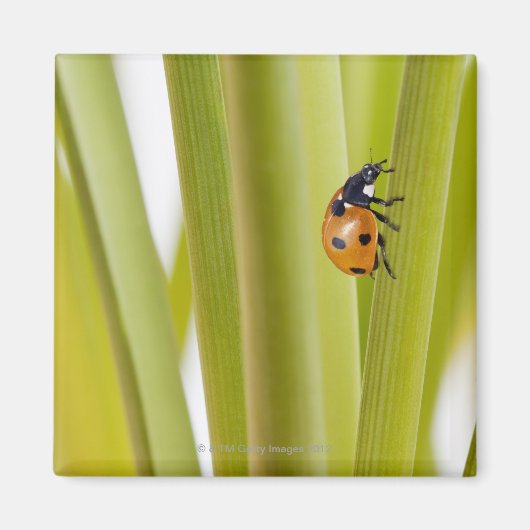 Ladybird auf Pflanze Magnet (Vorne)