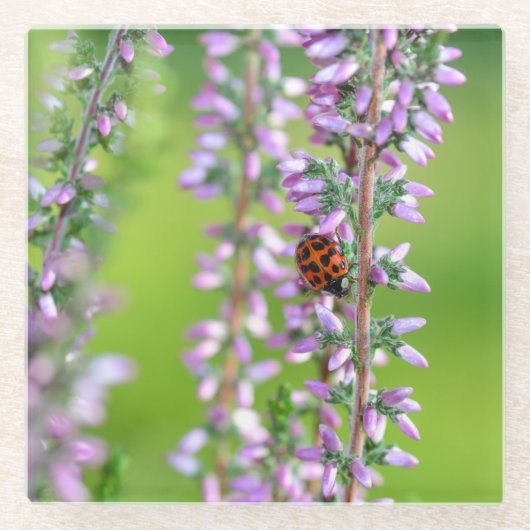 Ladybird auf violetten Blumen Glasuntersetzer (Vorderseite)