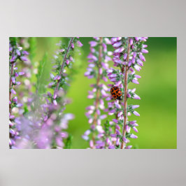 Ladybird auf violetten Blumen Poster
