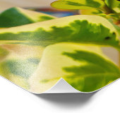 Ladybird Fotodruck (Ecke)