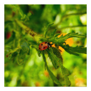 Ladybird Fotodruck