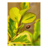 Ladybird Fotodruck (Vorne)