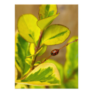 Ladybird Fotodruck