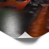 Ladybird Fotodruck (Ecke)